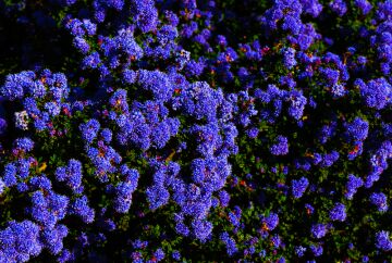 Blueflowers.jpg